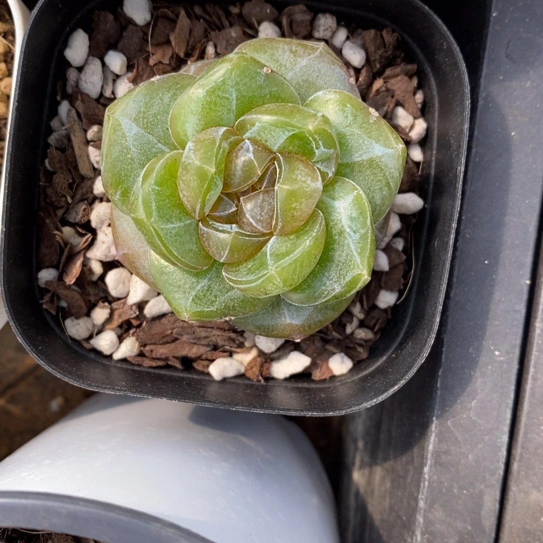 精品多肉一物一拍不包整439