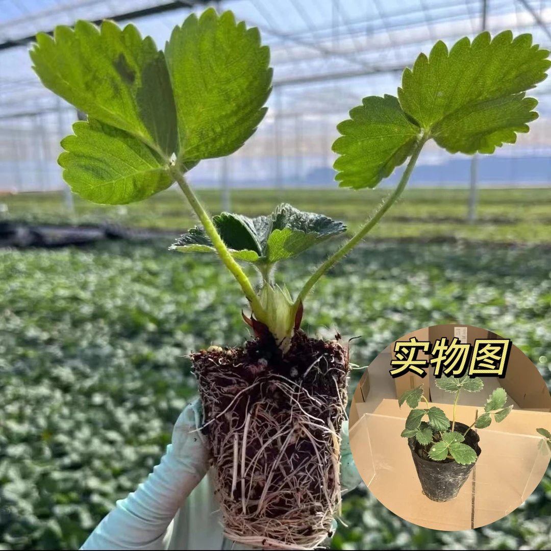 四季结果草莓苗奶油草莓种苗精品穴盘草莓盆栽红颜丹东四季