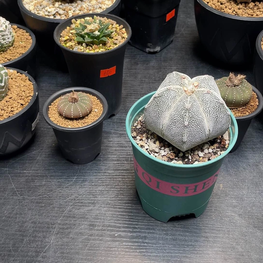 恩冢鸾凤玉带盆包邮