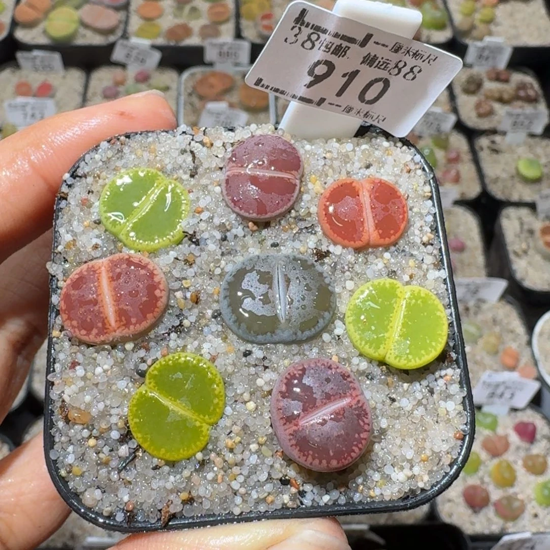 Sss精品便宜了910