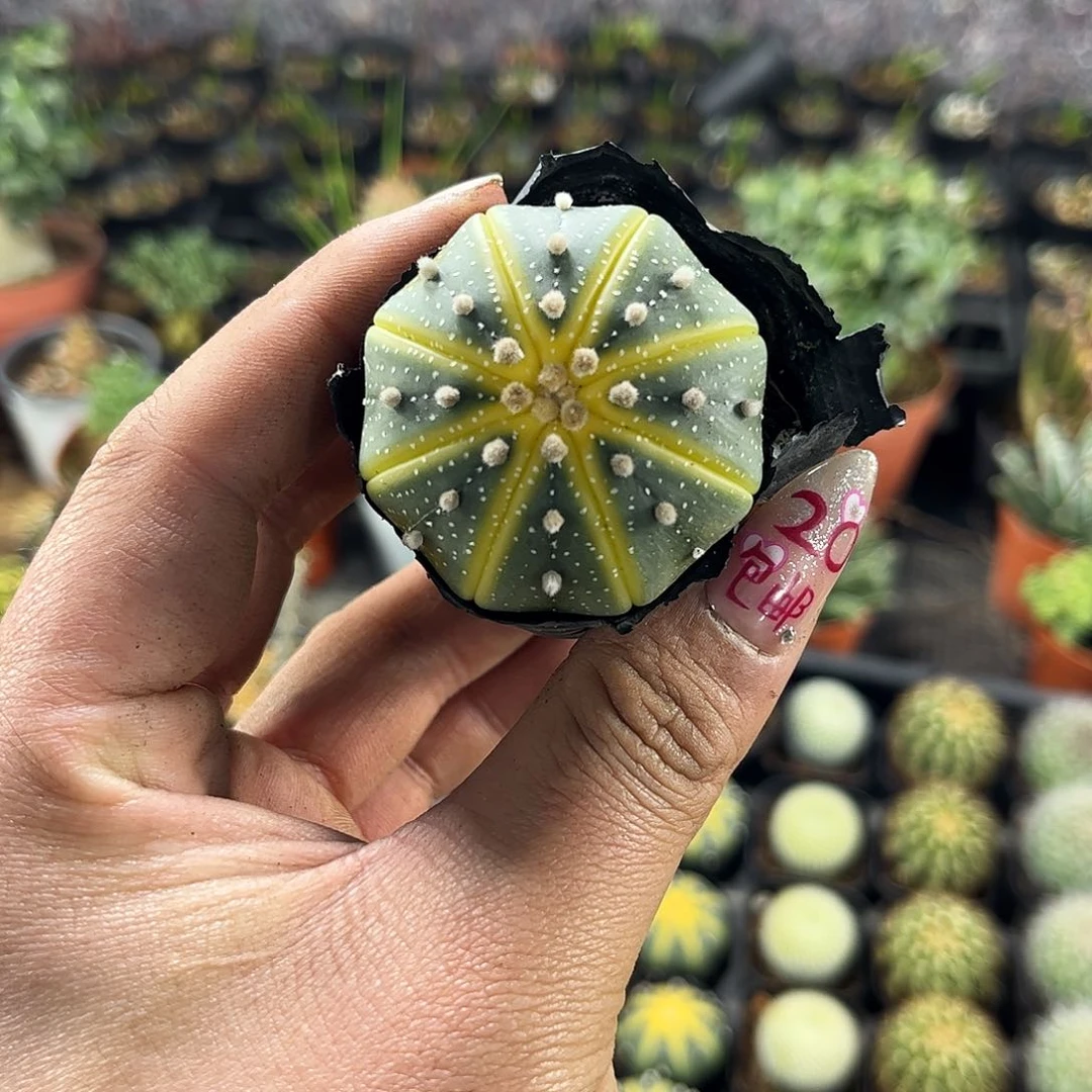 西瓜球单头发货有根发货