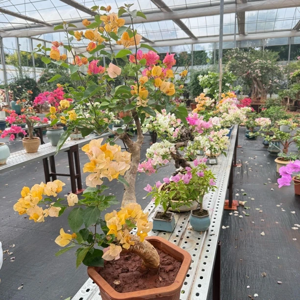 《造型盆景》稀有品种三角梅花卉绿植适合阳台庭院