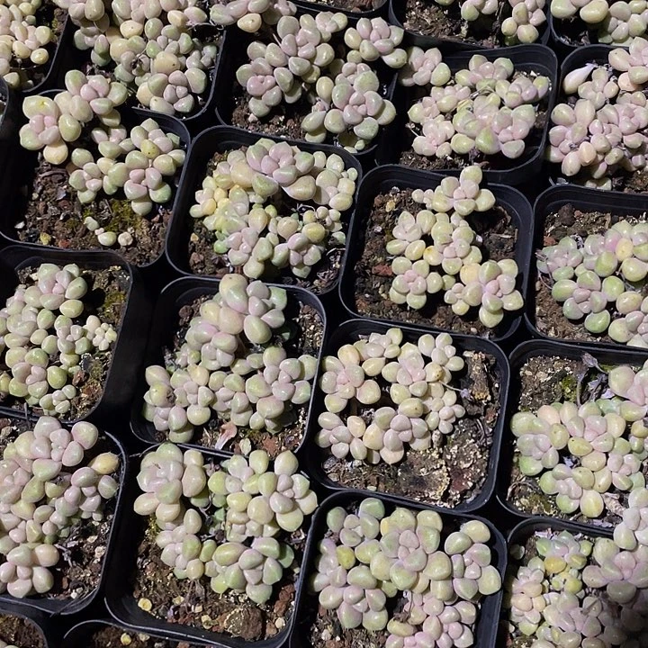 碗也姬秋丽带盆土发