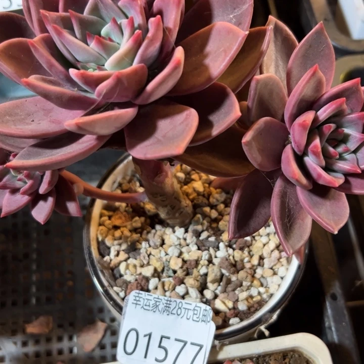 幸运儿是一位非常优秀幸运