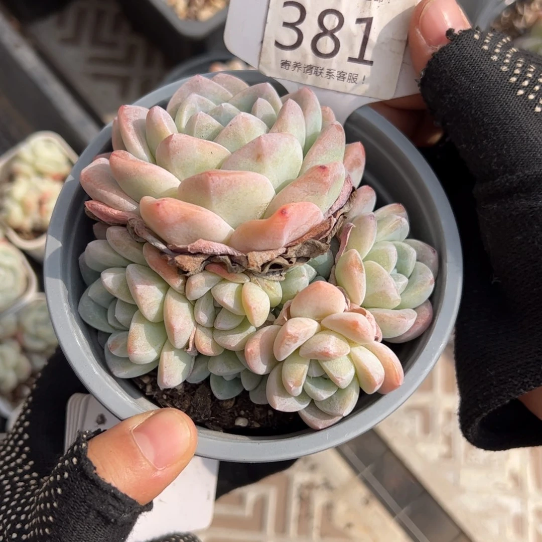 红陶381号多肉植物