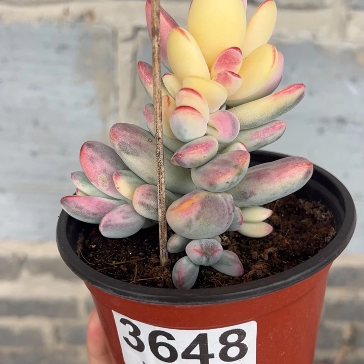 带盆发货乒乓福娘锦3648号