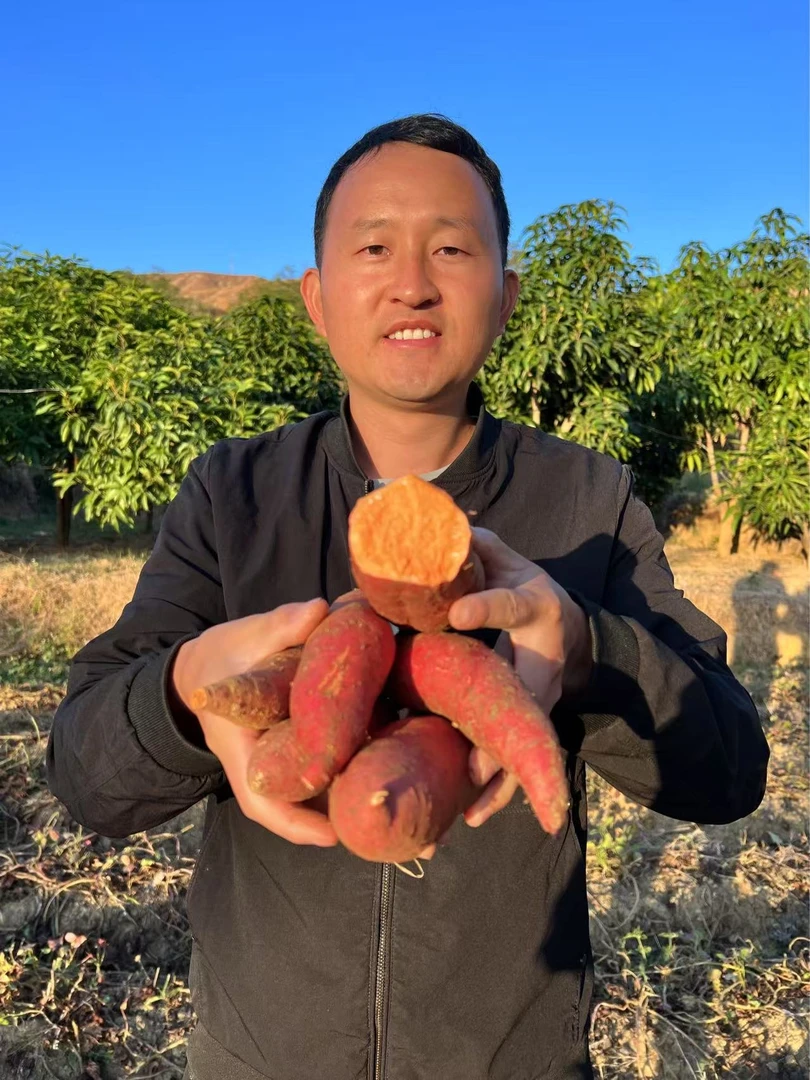 高山攀枝花粉面清甜红薯现挖现发