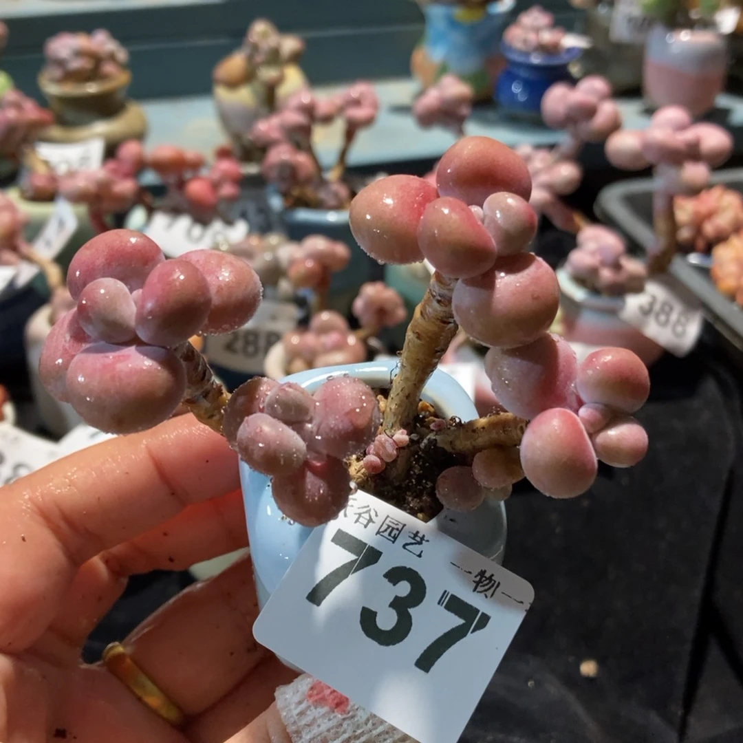 737糖果腰子蛋带盆土