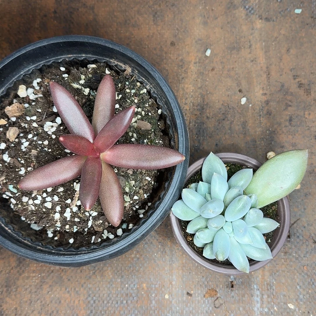 组合多肉植物福利炸炸