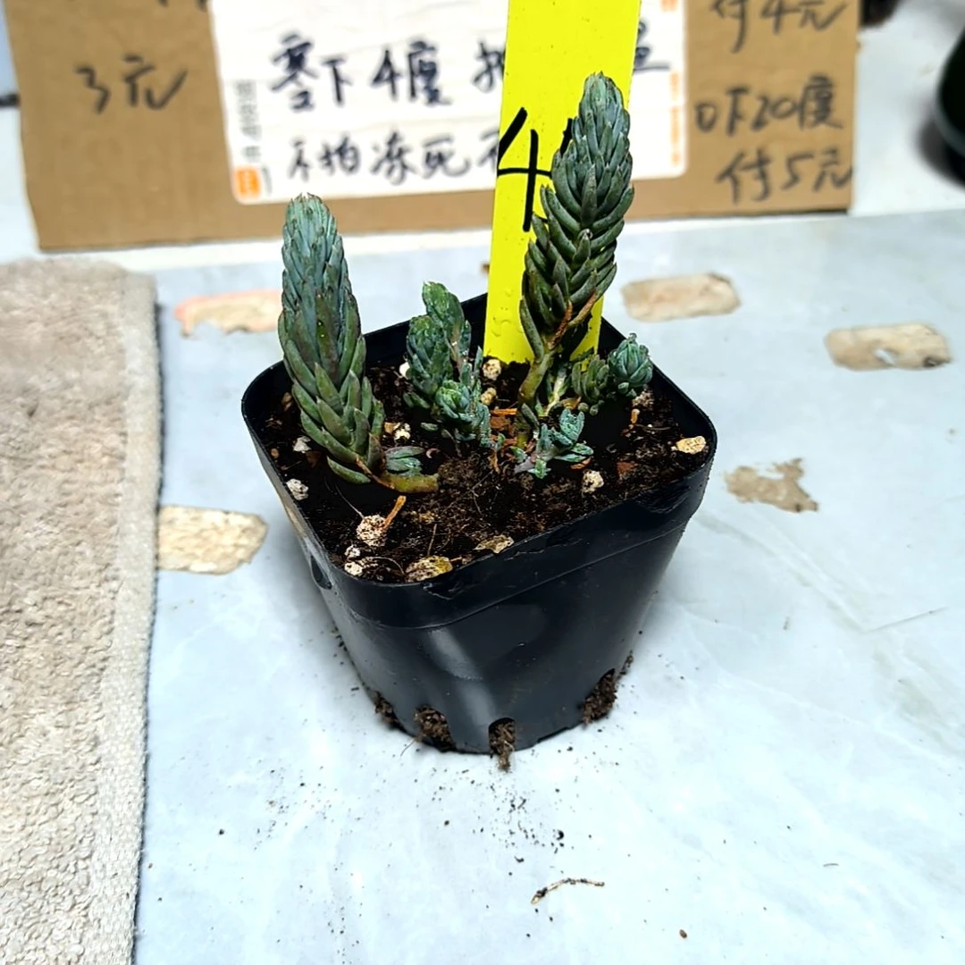 满6元包邮，#45塔松