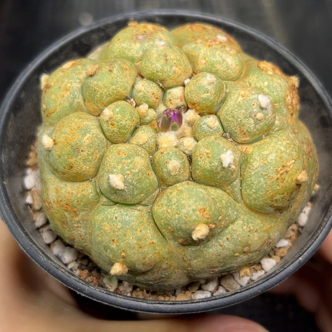 70 有根 仙人球的世界