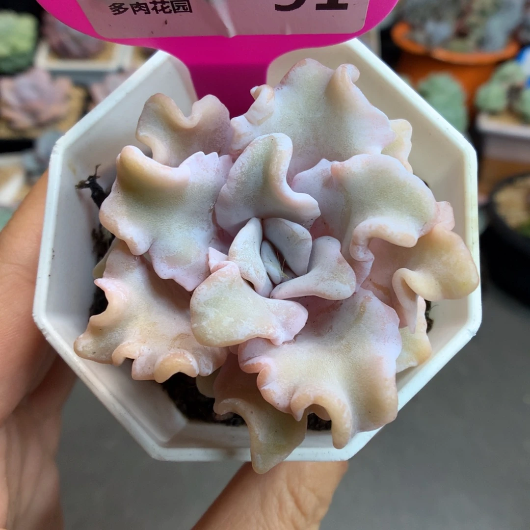 91芭蕾舞者多肉植物一物一拍