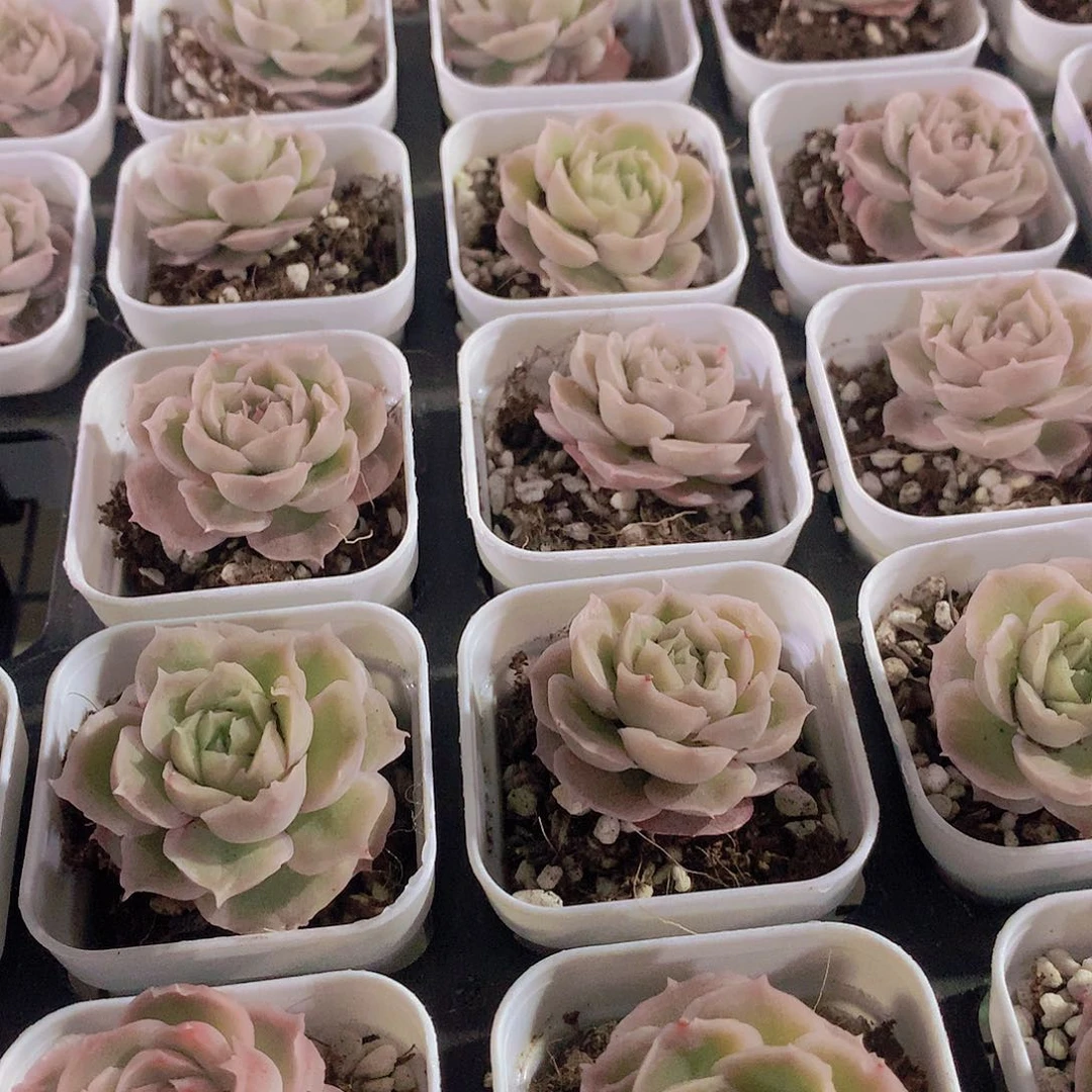 水晶虾饺2456778990000