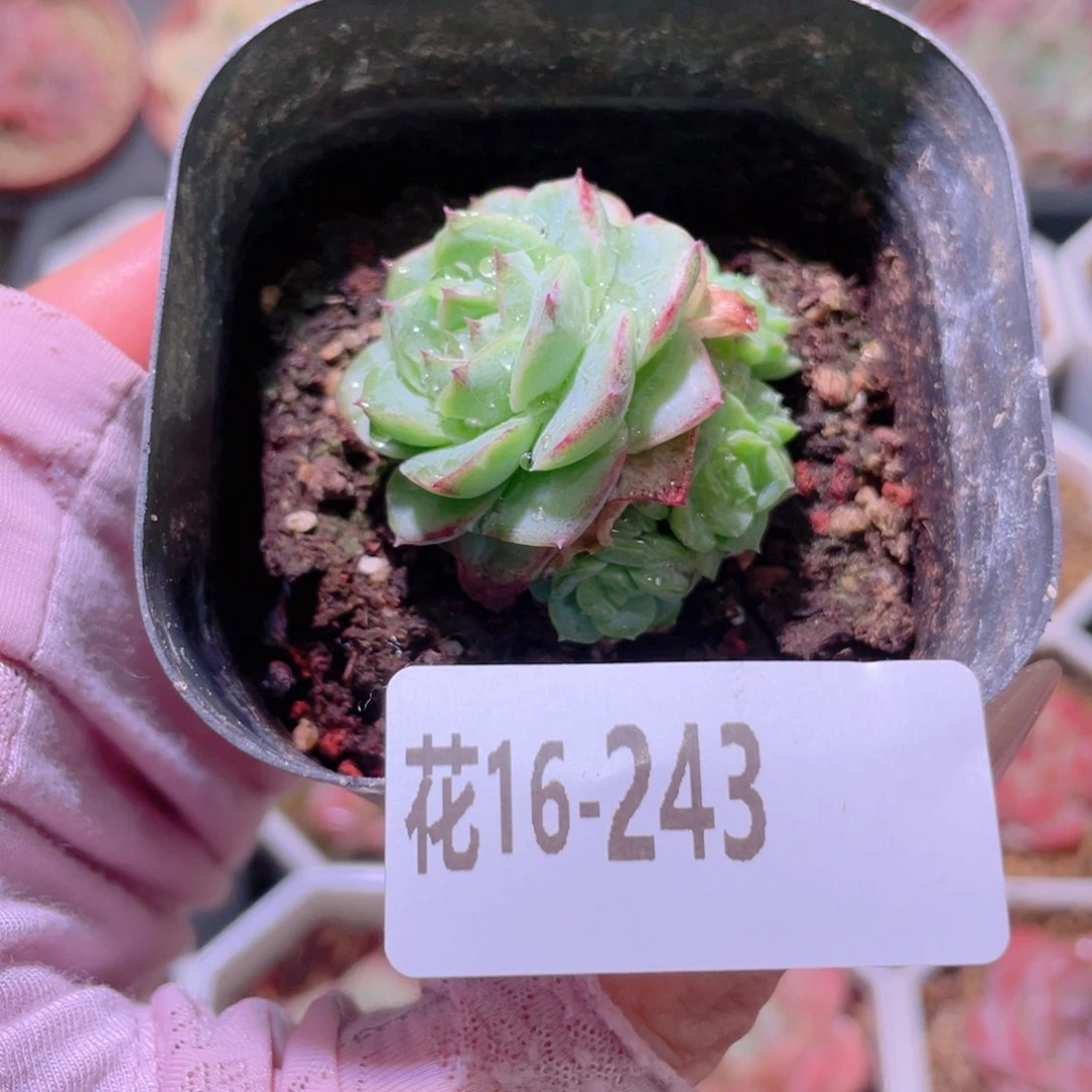 花利美16-243麦秆