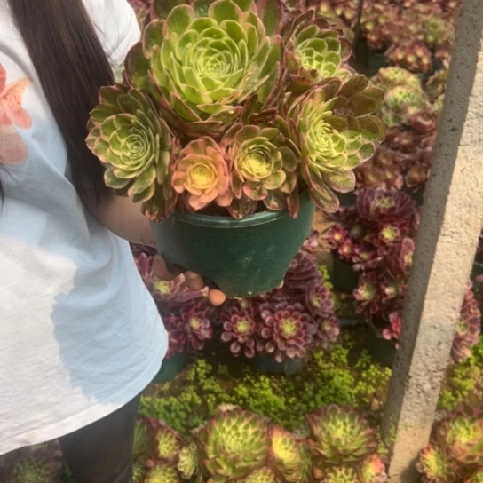 海王一颗包邮福利不包损