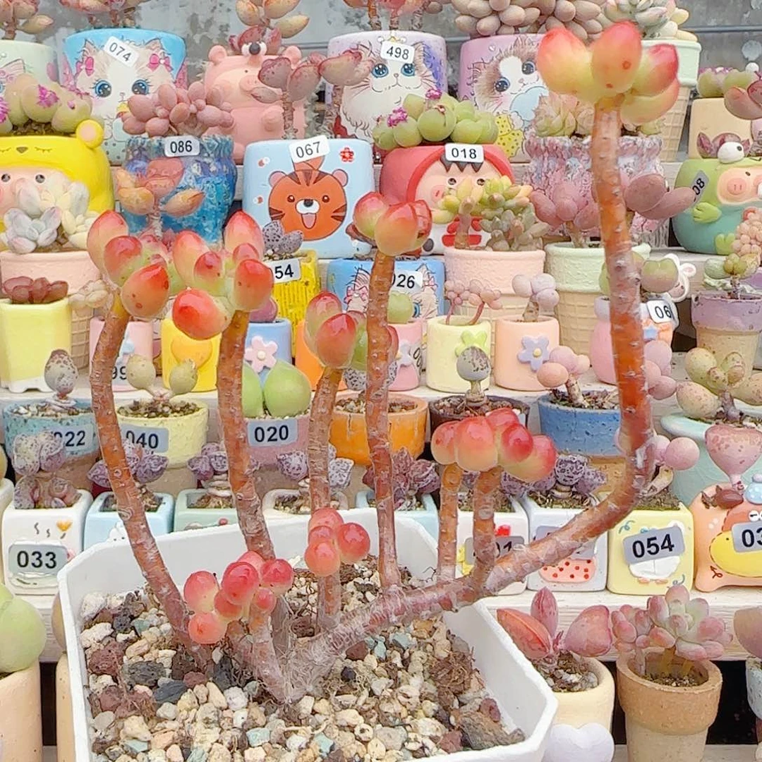 L 美美乙女心 盆口6cm