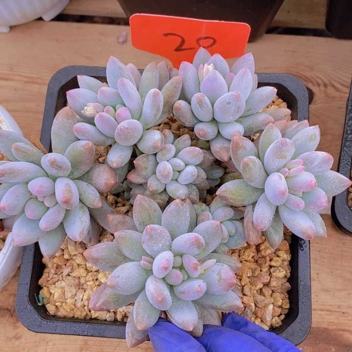 我自己在网上发一