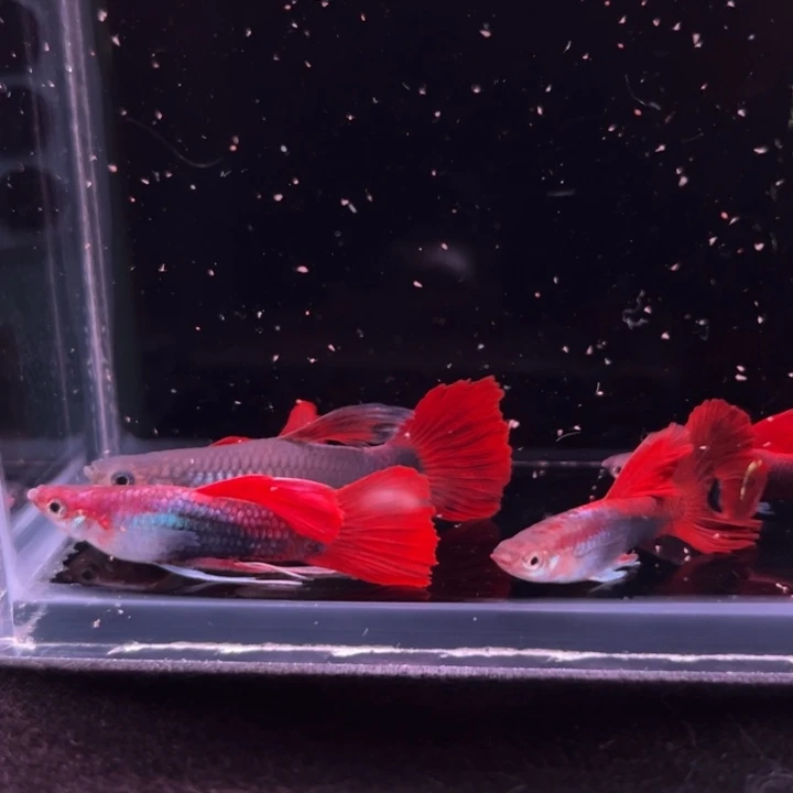 孔雀鱼折扇大C5条