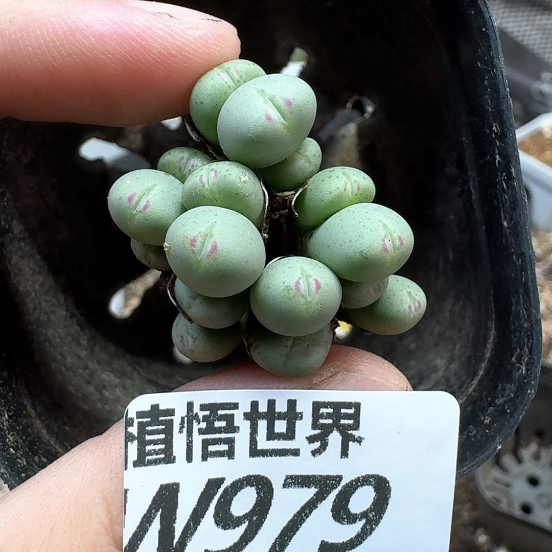 多肉植物的润泽wfv
