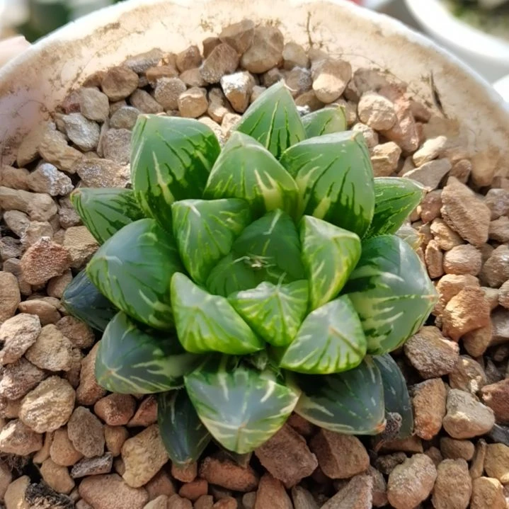 32号实生玉露锦一物一拍带盆土发货