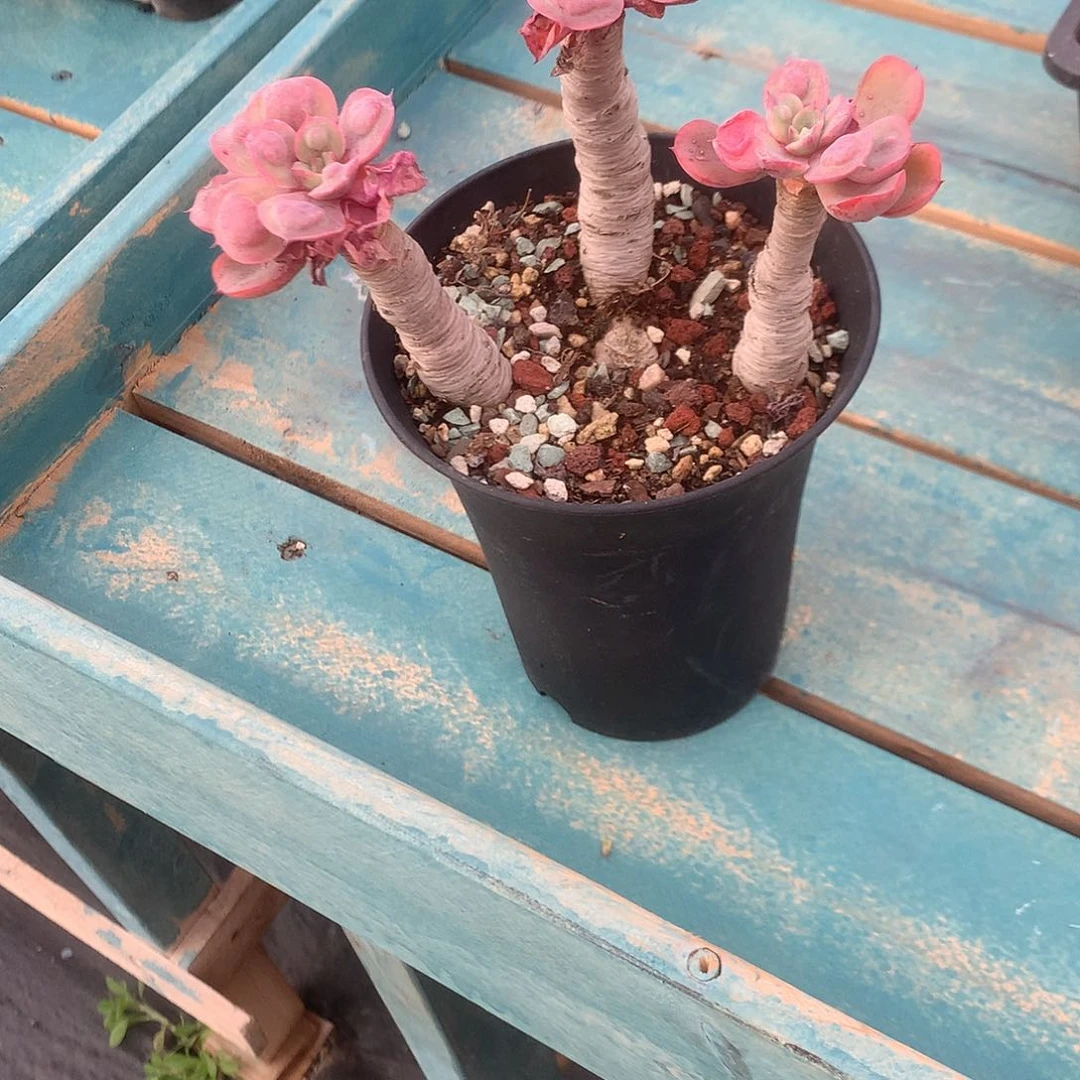 分****乐泪无痕多肉植物脱土