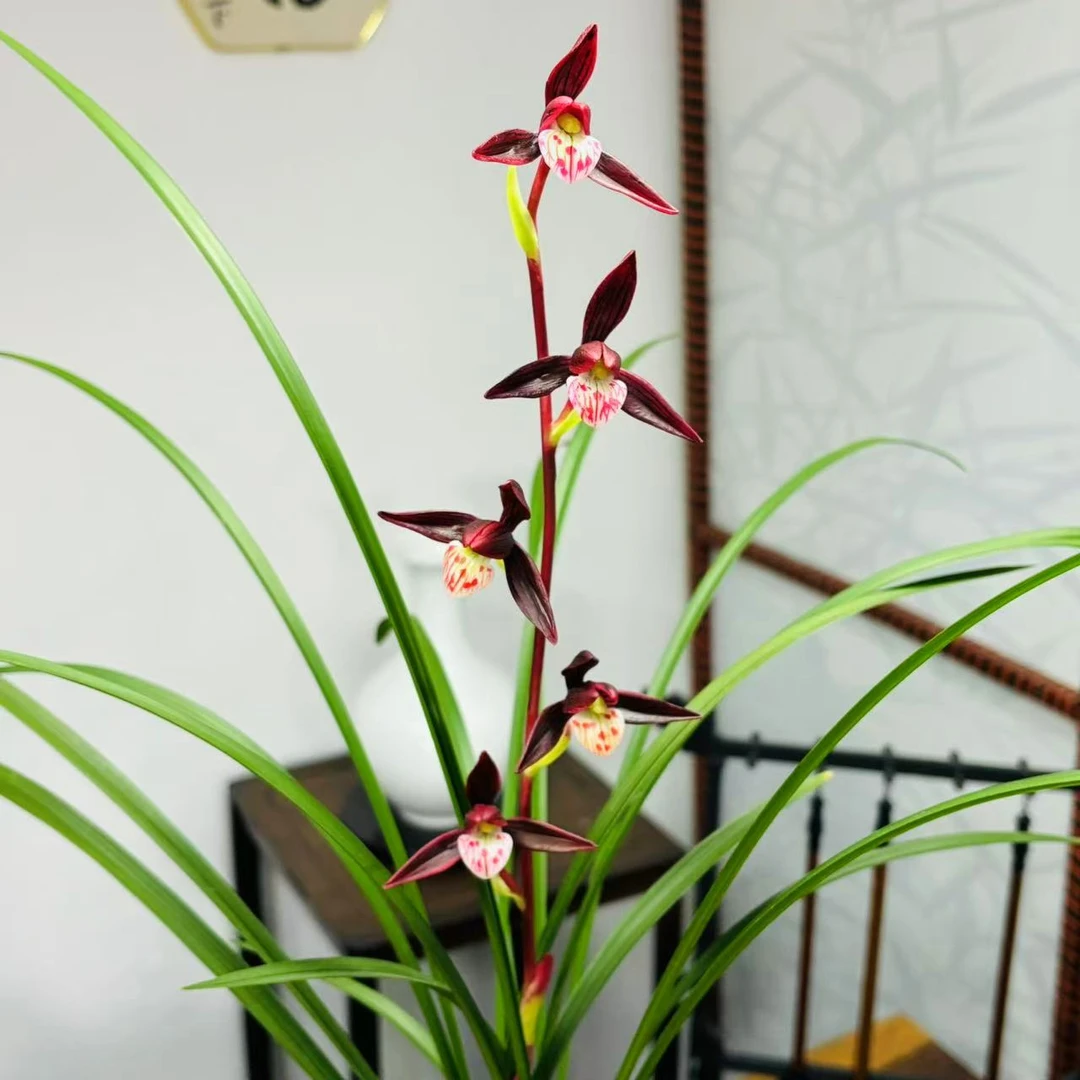 紫燕 寒兰高端铭品 经典稀少品种 浓香室内室外好养兰花