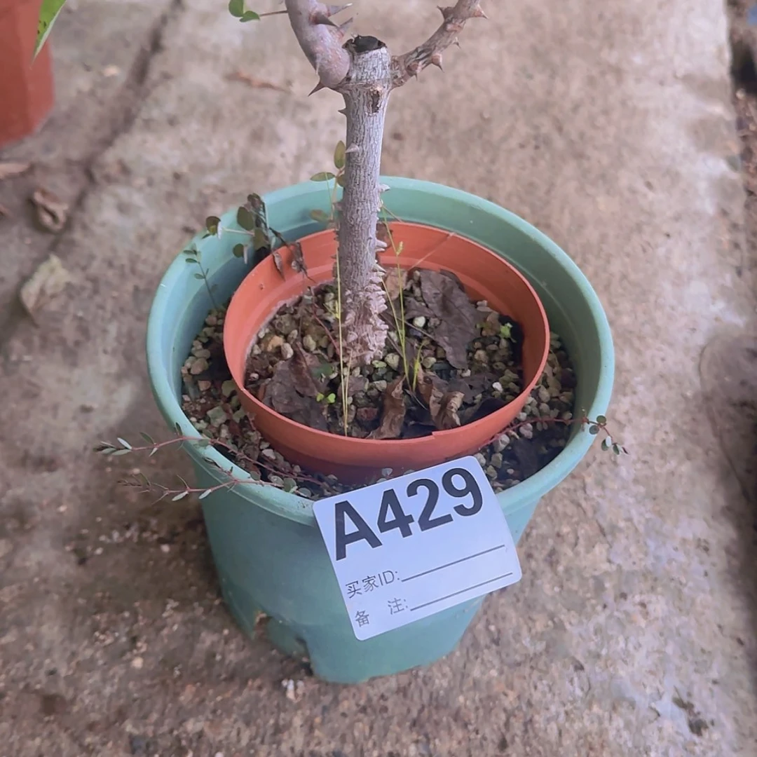 【闪购商品】G**y块根植物