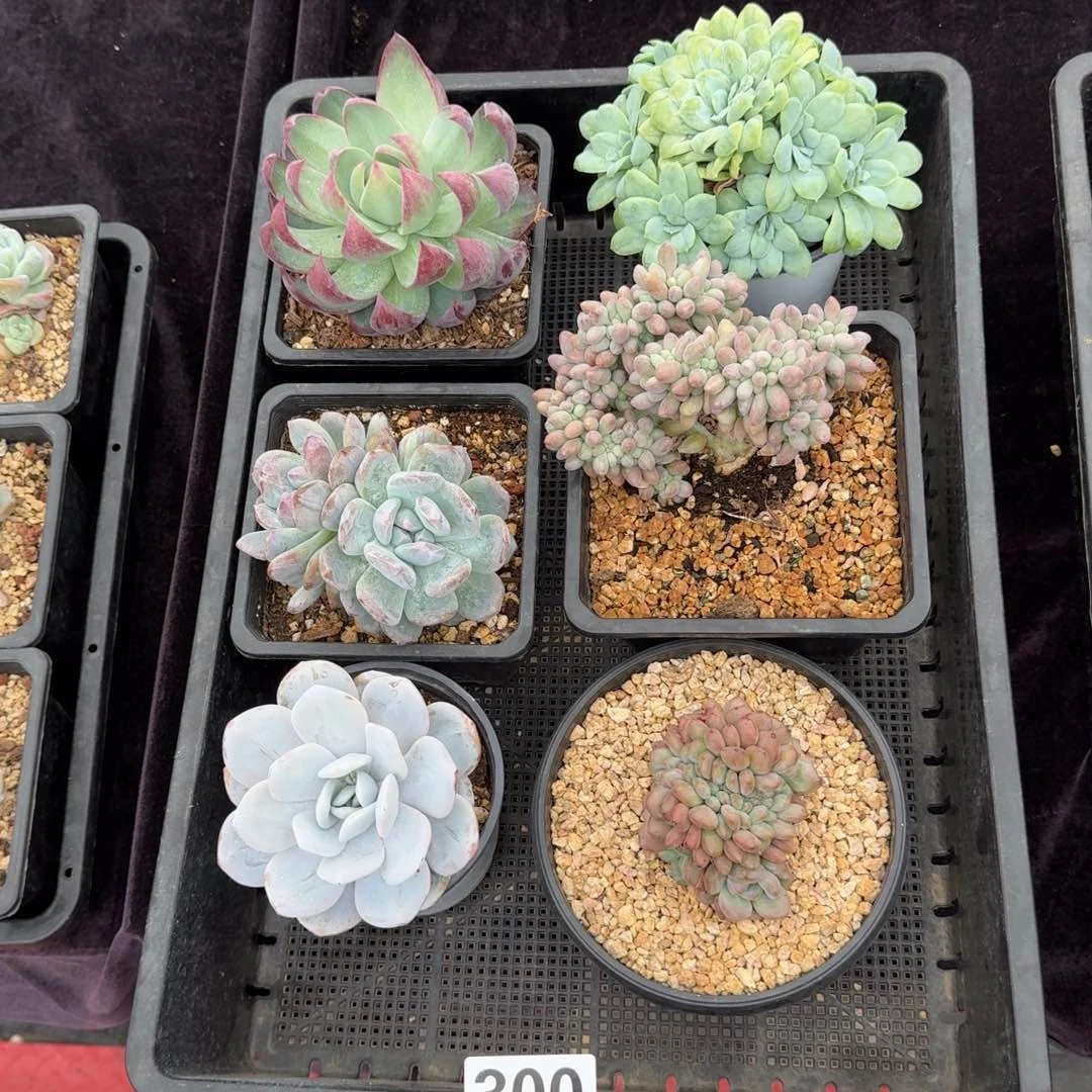 6颗一起一物一拍300