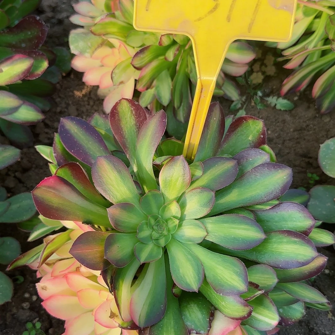 1-311--多头多肉植物