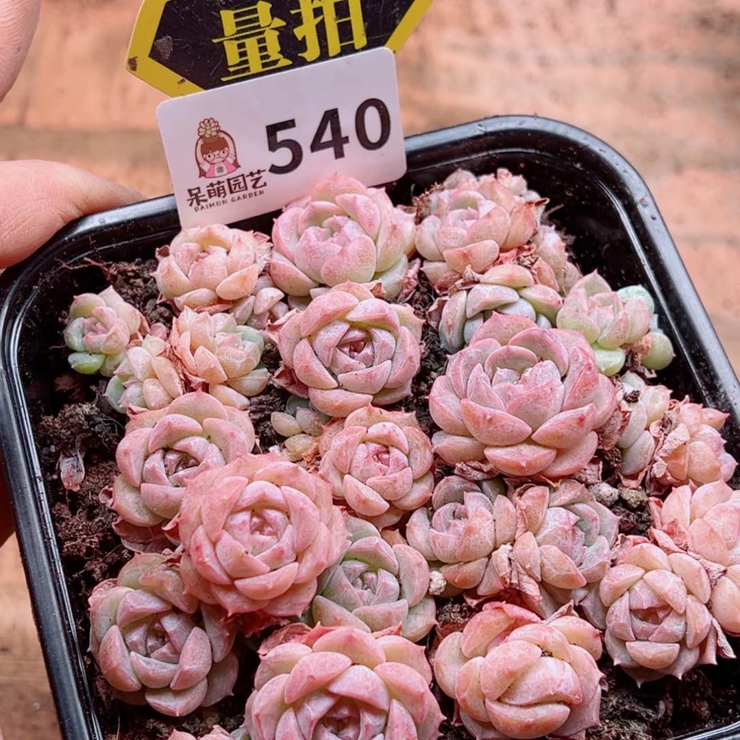 当前无花朵，栽培后可花朵