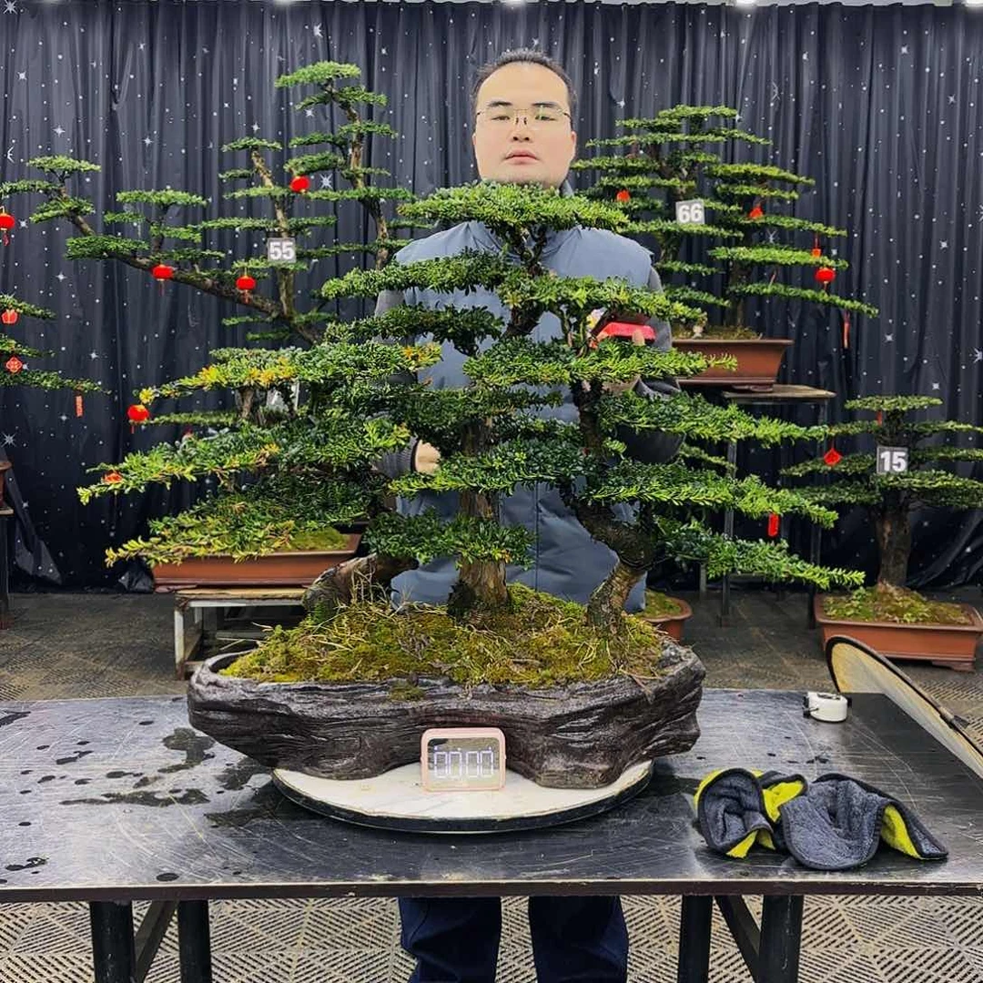 松树柏树造型盆景