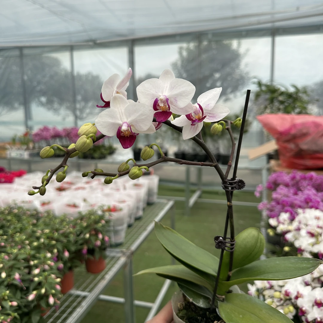 蝴蝶兰《小红唇》王大拿阳台盆栽桌面花卉