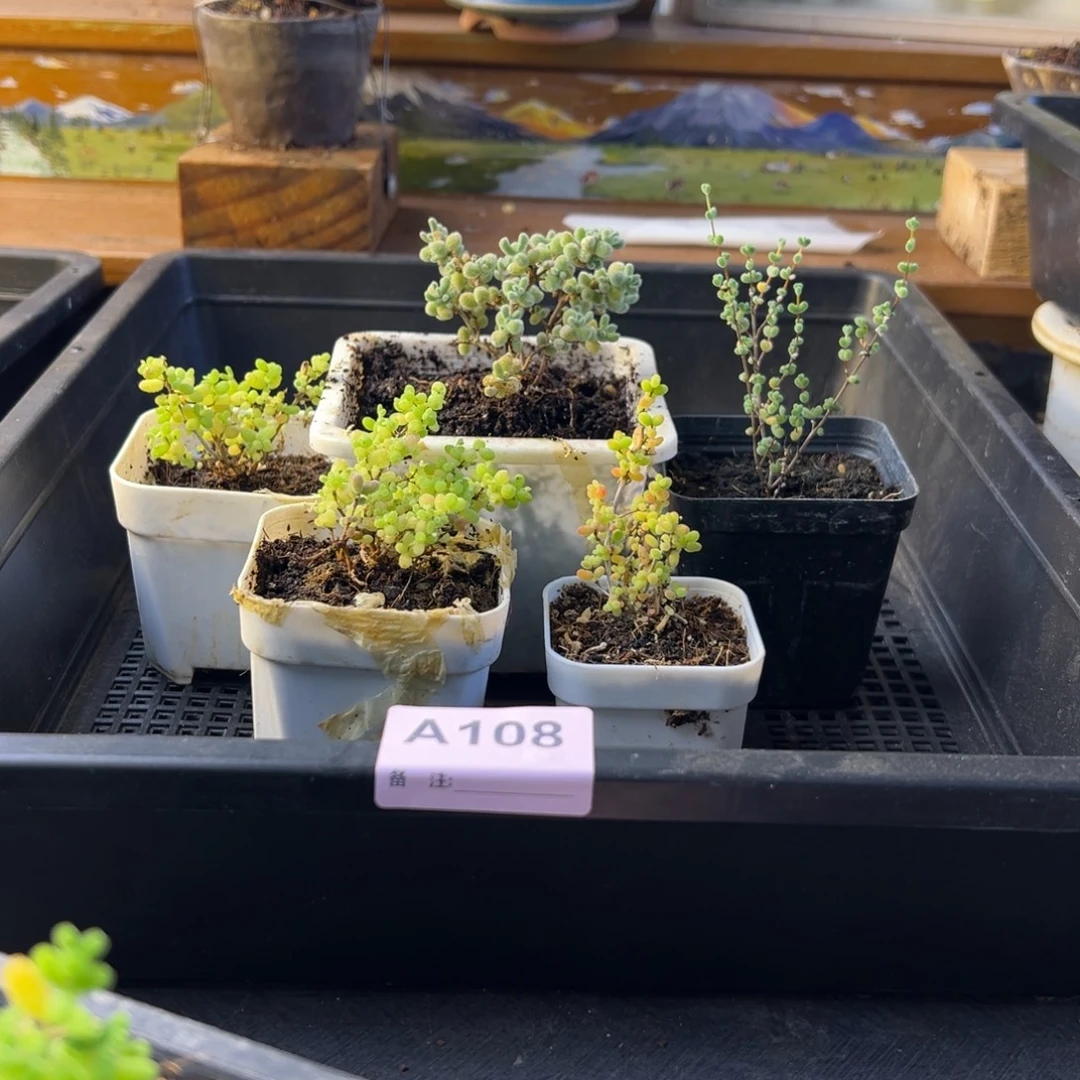 枝干番杏多肉植物108