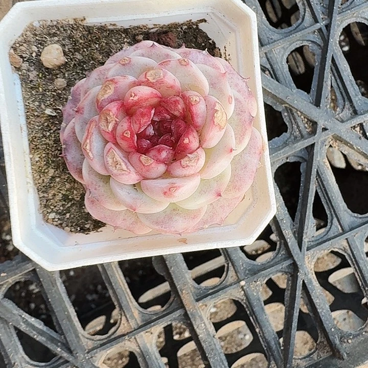 梵*❄多肉植物一物一拍