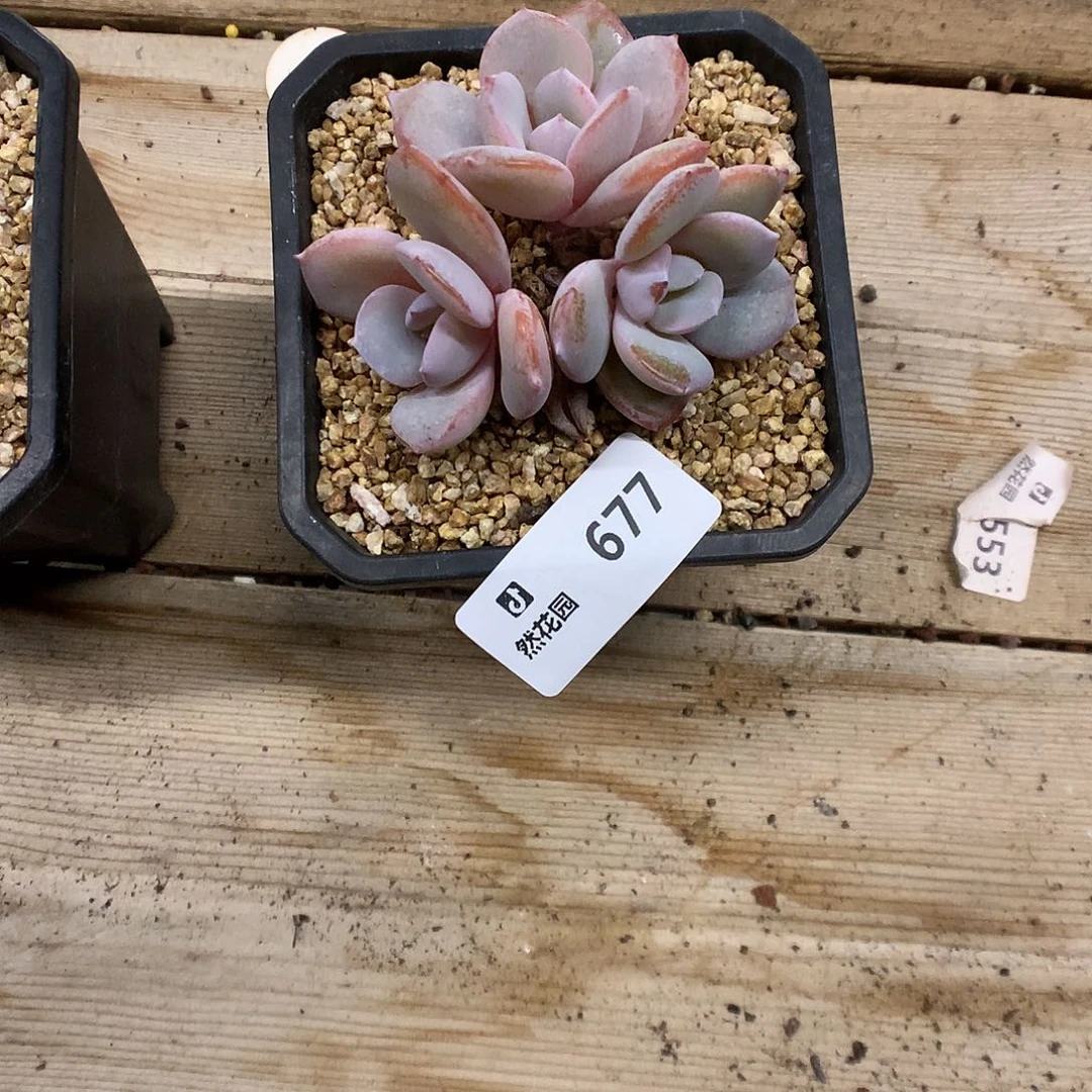 677奶茶多肉植物666