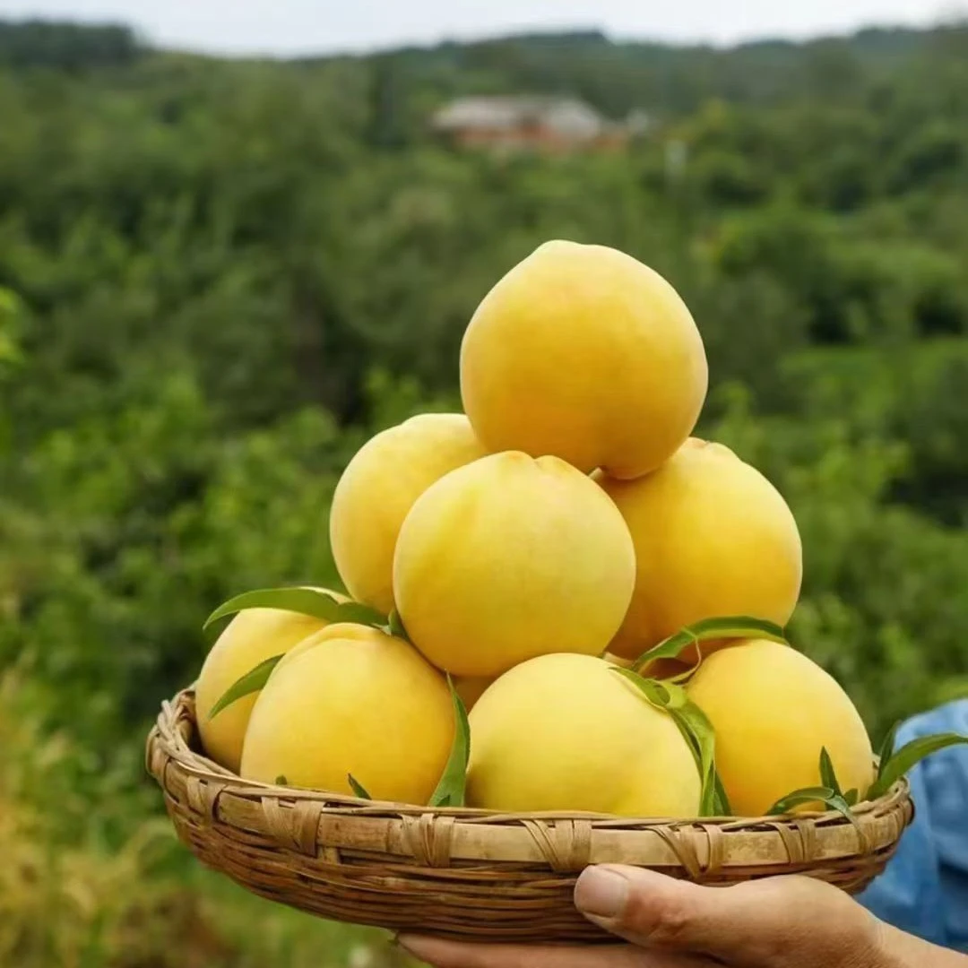 锦绣大黄桃新鲜应季水果水蜜桃现摘现发整箱包邮甜脆桂东黄桃