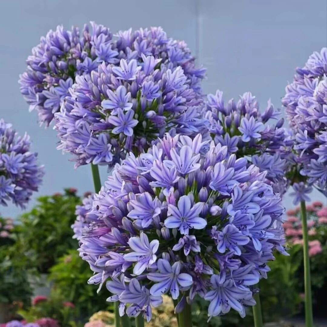百子莲盆栽多年生四季种植易成活花园阳台庭院植物