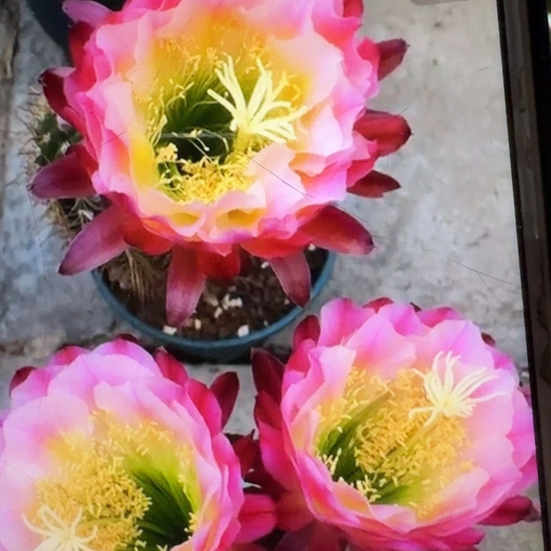 茉莉根高10公分毛花柱