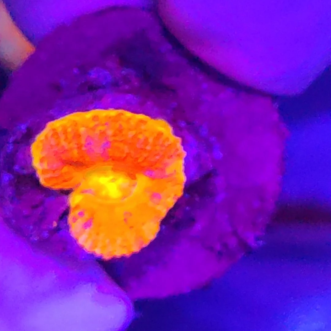 智海海洋珊瑚 不支持退货不包邮