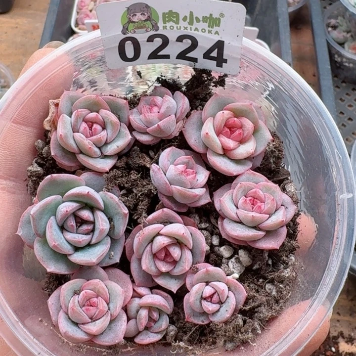 多肉植物多肉植物