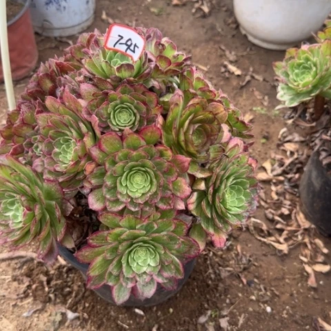 7-95莲花多肉植物