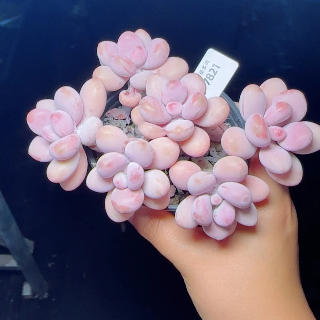 桃蛋无砍，7821多肉植物