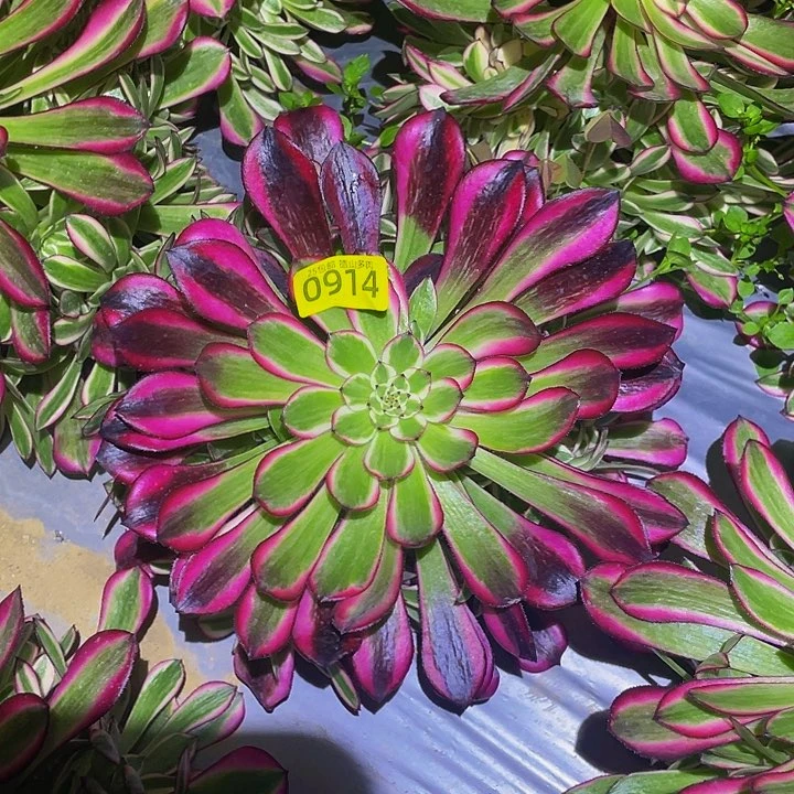 0914黑红铜多肉植物
