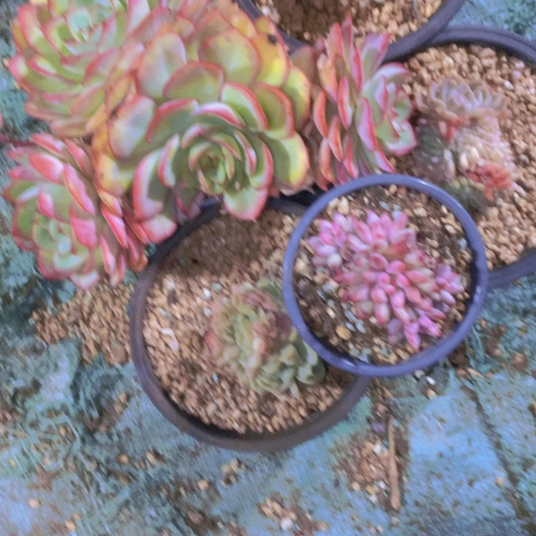 丫***头箱拍一单包邮一物一拍