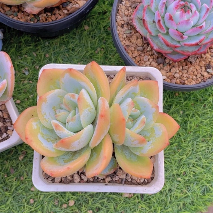 三头奶茶老桩 101