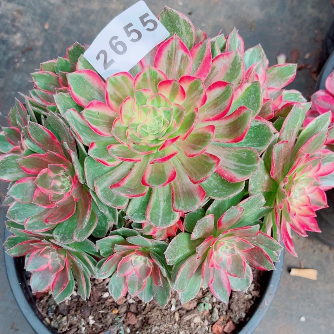 万花筒精品多肉发货