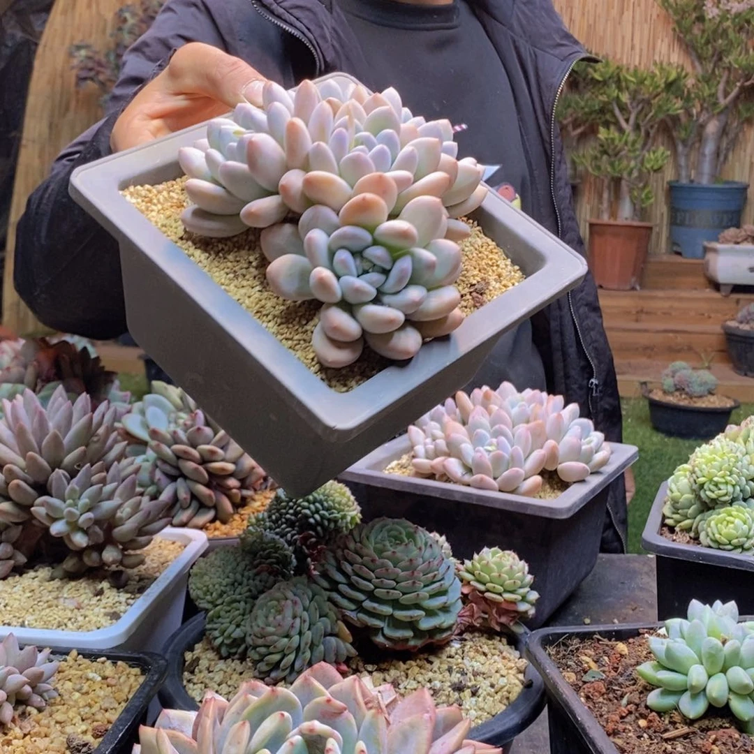 青*186号香水多肉植物