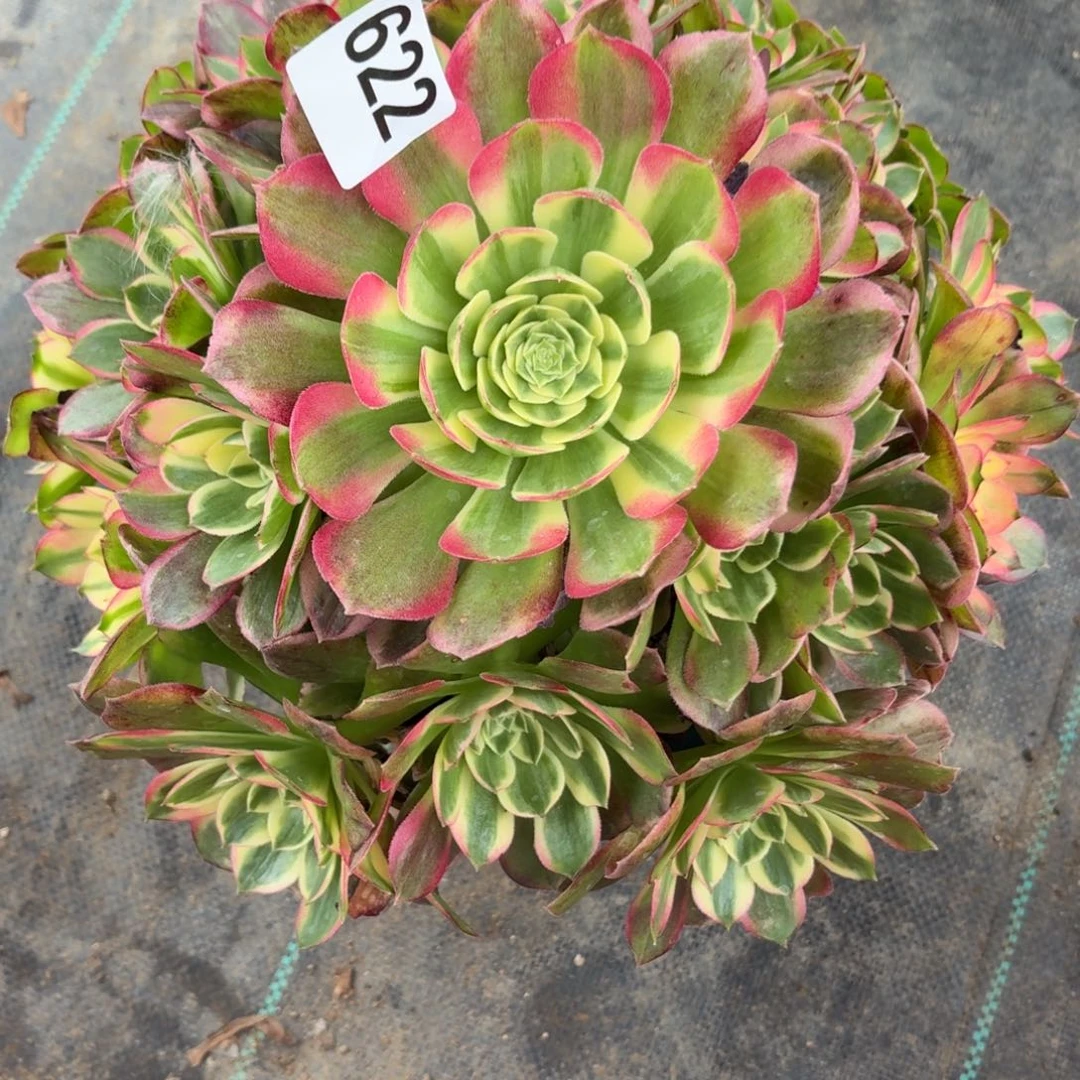 622海鲜多肉植物福利