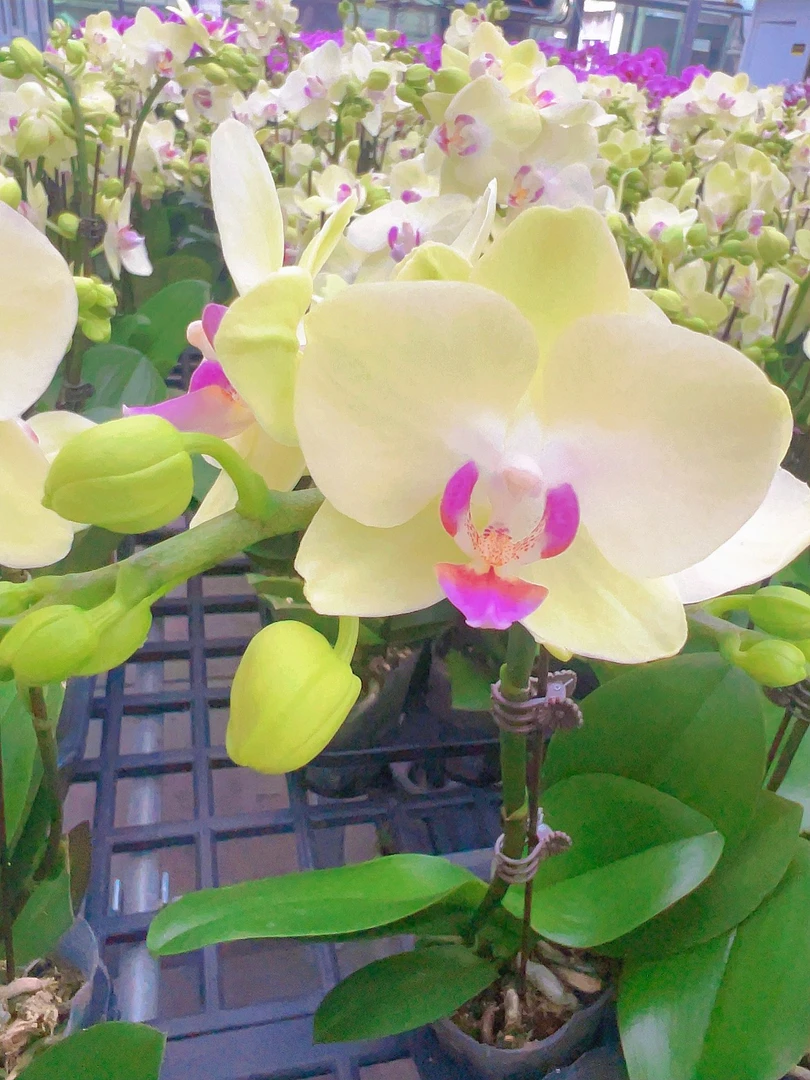 [小青梅06]2.8寸青绿色蝴蝶兰中小花型带花带花苞发货