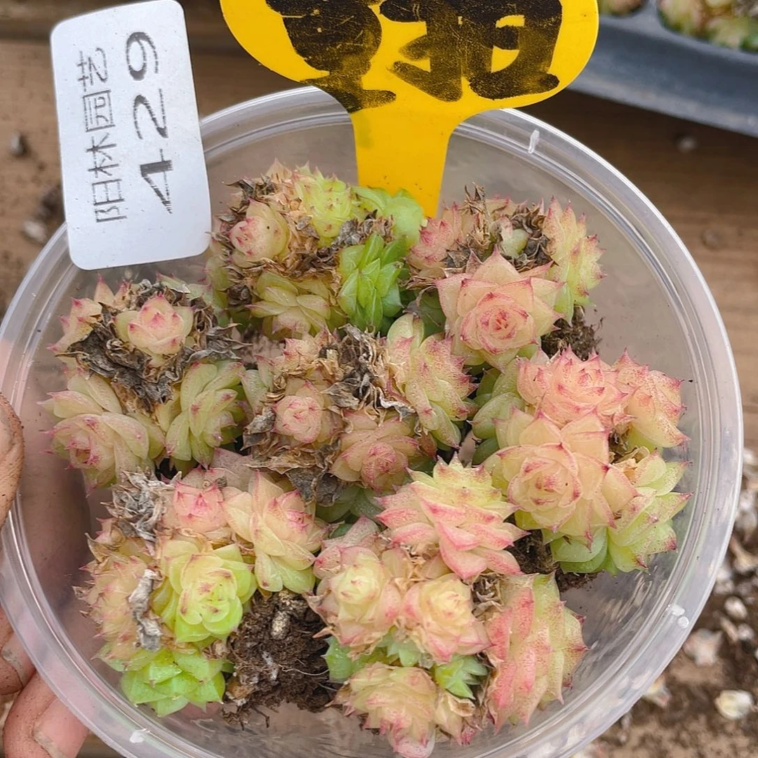 量拍多肉植物多肉植物429